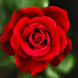 Meet your Posher, Marie